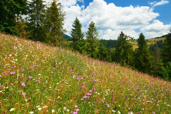 Hermosas flores silvestres en el prado brillante, paisaje de verano, s alto — Foto de Stock