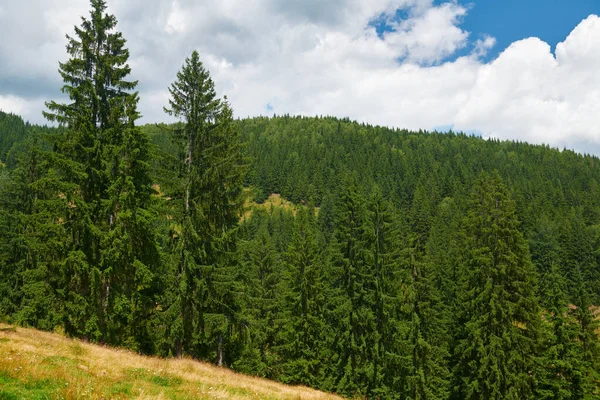 Hermoso paisaje de verano, altos abetos en las colinas, cielo azul nublado y flores silvestres - destino turístico pintoresco, montañas de los cárpatos — Foto de Stock