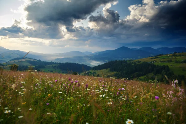 Solnedgång i karpatiska berg - vackert sommarlandskap, granar på kullar, mörk molnig himmel och starkt solljus, äng och vilda blommor Stockfoto