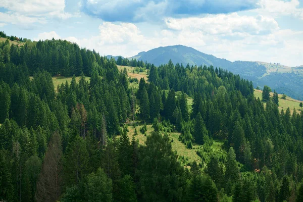 Beau paysage estival, épicéas élevés sur les collines, ciel nuageux bleu et fleurs sauvages destination de voyage pittoresque, montagnes des Carpates — Photo