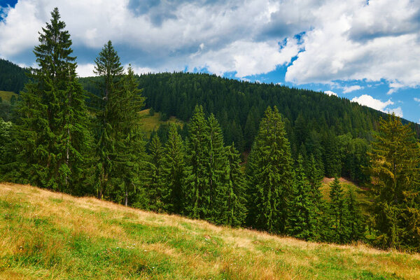 Beautiful summer landscape, high spruces on hills, blue cloudy sky and wildflowers - travel destination scenic, carpathian mountains