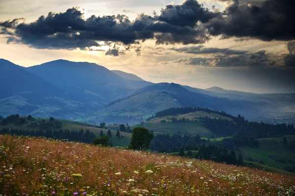 Sonnenuntergang in den Karpaten - schöne Sommerlandschaft, Fichten auf Hügeln, dunkler bewölkter Himmel und helles Sonnenlicht, Wiese und Wildblumen — Stockfoto
