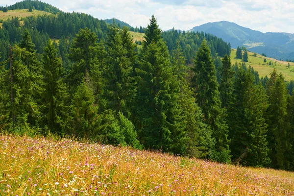 Belles fleurs sauvages sur prairie lumineuse, paysage d'été, épicéas élevés sur les collines destination de voyage pittoresque, montagnes des Carpates — Photo