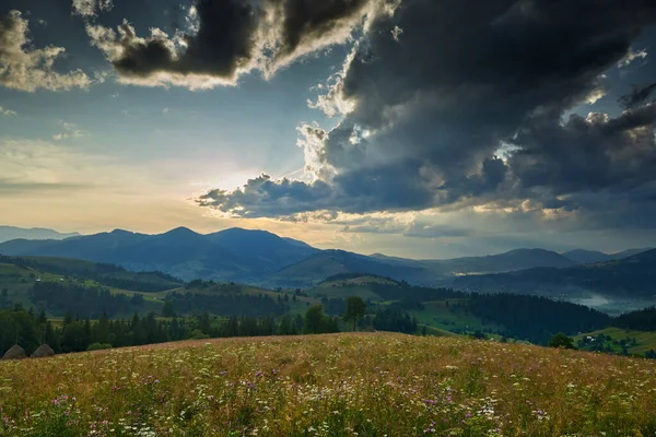 Coucher de soleil dans les montagnes des Carpates - beau paysage estival, épicéas sur les collines, ciel nuageux sombre et lumière du soleil, prairie et fleurs sauvages — Photo