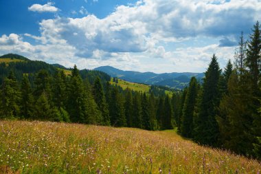 Parlak çayırdaki güzel kır çiçekleri, yaz manzarası, tepelerdeki yüksek çayırlar - seyahat yeri manzarası, Karpatya dağları