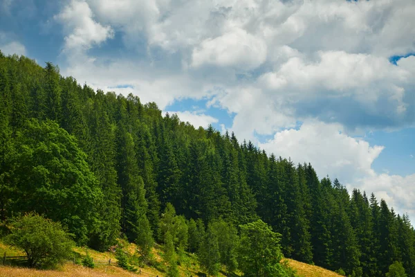 美丽的夏季风景，高山上的高云杉，蓝天和野花-旅游目的地风景，喀尔巴阡山脉 — 图库照片