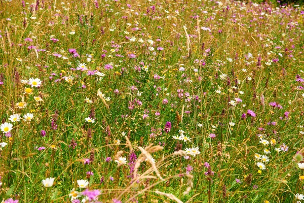 Nahaufnahme schöner Wildblumen auf hellen Wiesen, Sommerlandschaft, hohe Fichten auf Hügeln - landschaftlich reizvolles Reiseziel, Karpaten — Stockfoto