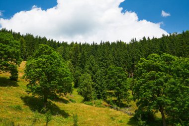 güzel büyük ağaçlar ve yaz manzarası, tepelerdeki yüksek yaylalar,