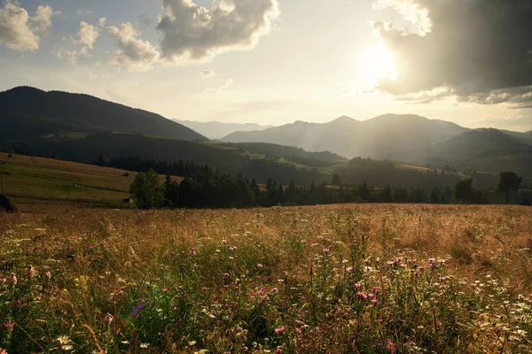 Coucher de soleil doré dans les montagnes des Carpates - beau paysage estival, épicéas sur les collines, ciel nuageux sombre et lumière du soleil, prairie et fleurs sauvages — Photo