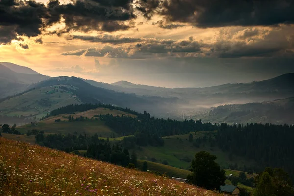 Goldener Sonnenuntergang in den Karpaten - schöne Sommerlandschaft, Fichten auf Hügeln, dunkler bewölkter Himmel und helles Sonnenlicht, Wiese und Wildblumen — Stockfoto