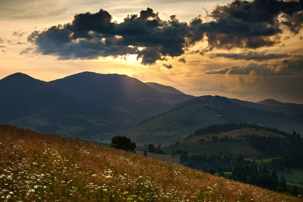 Goldener Sonnenuntergang in den Karpaten - schöne Sommerlandschaft, Fichten auf Hügeln, dunkler bewölkter Himmel und helles Sonnenlicht, Wiese und Wildblumen — Stockfoto