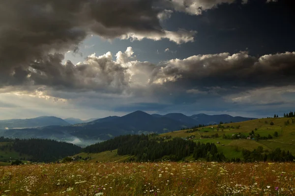 Goldener Sonnenuntergang in den Karpaten - schöne Sommerlandschaft, Fichten auf Hügeln, dunkler bewölkter Himmel und helles Sonnenlicht, Wiese und Wildblumen — Stockfoto