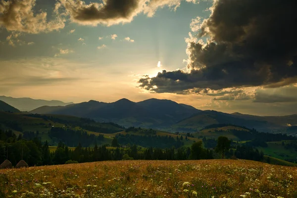 Goldener Sonnenuntergang in den Karpaten - schöne Sommerlandschaft, Fichten auf Hügeln, dunkler bewölkter Himmel und helles Sonnenlicht, Wiese und Wildblumen — Stockfoto