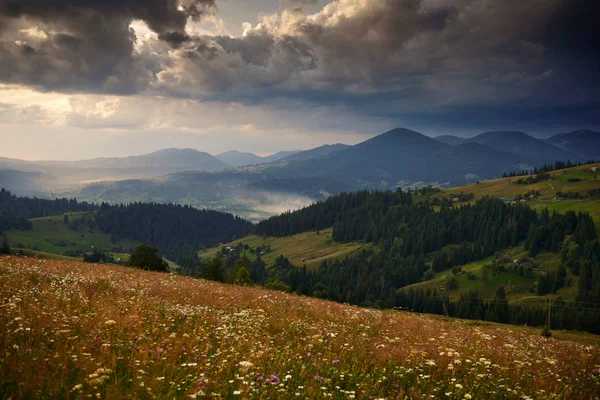 Pôr-do-sol dourado nas montanhas dos Cárpatos - bela paisagem de verão, abetos nas colinas, céu nublado escuro e luz solar brilhante, prado e flores silvestres — Fotografia de Stock