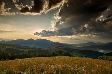 Karpatya dağlarında altın gün batımı - güzel yaz manzarası, tepelerde yaylalar, karanlık bulutlu gökyüzü ve parlak güneş ışığı, çayır ve kır çiçekleri