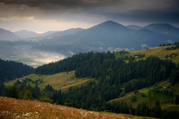 Goldener Sonnenuntergang in den Karpaten - schöne Sommerlandschaft, Fichten auf Hügeln, dunkler bewölkter Himmel und helles Sonnenlicht, Wiese und Wildblumen — Stockfoto