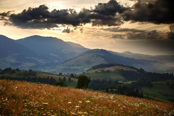 カルパチア山脈の黄金の夕日-美しい夏の風景、丘の上のスプルース、暗い曇りの空と明るい太陽の光、牧草地や野の花 — ストック写真