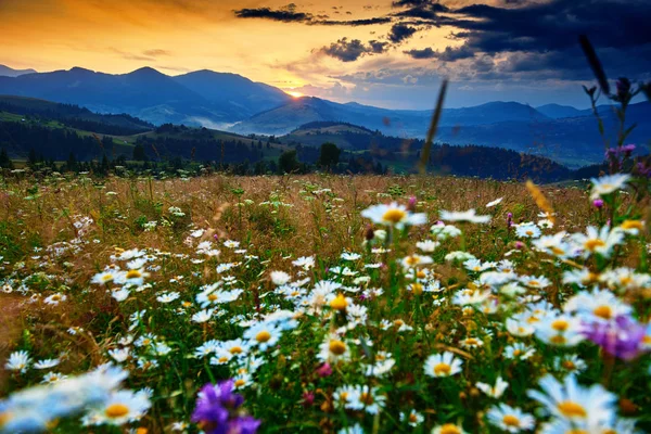 Flores silvestres, prado e belo pôr do sol nas montanhas dos Cárpatos - paisagem de verão, abetos nas colinas, céu nublado escuro e luz solar brilhante — Fotografia de Stock