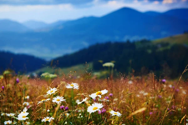 Wildblumen, Wiese und schöner Sonnenuntergang in den Karpaten - Sommerlandschaft, Fichten auf Hügeln, dunkler wolkenverhangener Himmel und helles Sonnenlicht — Stockfoto