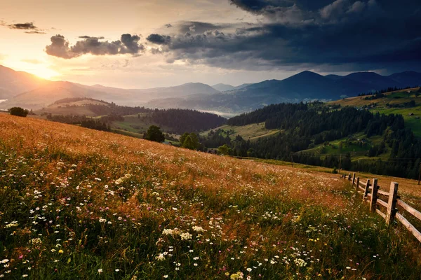 Flores silvestres, prado y puesta de sol dorada en las montañas de los Cárpatos hermoso paisaje de verano, abetos en las colinas, cielo nublado oscuro y la luz del sol brillante —  Fotos de Stock