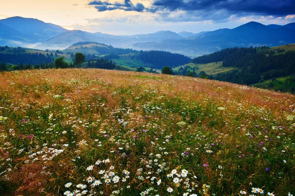 Fleurs sauvages, prairie et beau coucher de soleil dans les montagnes des Carpates paysage d'été, épicéas sur les collines, ciel nuageux sombre et lumière du soleil brillante — Photo