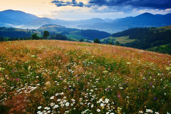 Wildblumen, Wiese und schöner Sonnenuntergang in den Karpaten - Sommerlandschaft, Fichten auf Hügeln, dunkler wolkenverhangener Himmel und helles Sonnenlicht — Stockfoto