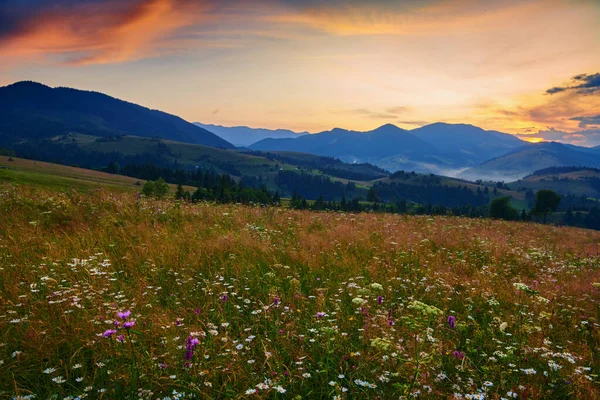 Wildflowers, meadow and beautiful sunset in carpathian mountains - summer landscape, spruces on hills, dark cloudy sky and bright sunlight — 스톡 사진