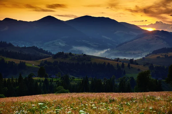 Wildblumen, Wiese und goldener Sonnenuntergang in den Karpaten - schöne Sommerlandschaft, Fichten auf Hügeln, dunkler wolkenverhangener Himmel und helles Sonnenlicht — Stockfoto