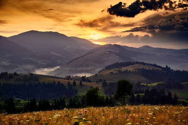 Wildblumen, Wiese und goldener Sonnenuntergang in den Karpaten - schöne Sommerlandschaft, Fichten auf Hügeln, dunkler wolkenverhangener Himmel und helles Sonnenlicht — Stockfoto