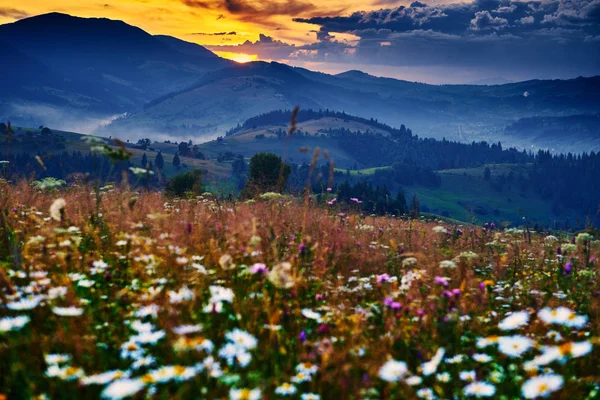 Wildblumen, Wiese und schöner Sonnenuntergang in den Karpaten - Sommerlandschaft, Fichten auf Hügeln, dunkler wolkenverhangener Himmel und helles Sonnenlicht — Stockfoto