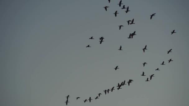 Gänseschwärme Fliegen Abendhimmel Viele Vögel Fliegen Über Den Fluss Wilde — Stockvideo