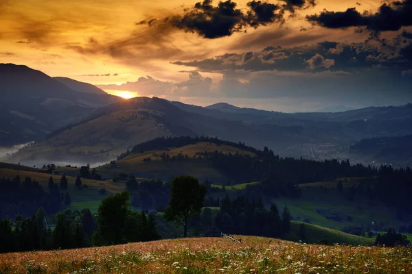 Wildblumen, Wiese und goldener Sonnenuntergang in den Karpaten - schöne Sommerlandschaft, Fichten auf Hügeln, dunkler wolkenverhangener Himmel und helles Sonnenlicht — Stockfoto