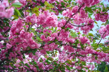 Pembe kiraz çiçeği arka plan olarak yakın çekim, parlak güneş ışığı