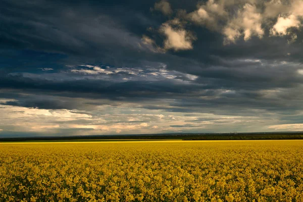 Belleza puesta del sol sobre flores amarillas campo de colza, paisaje de verano, cielo nublado oscuro y la luz del sol —  Fotos de Stock