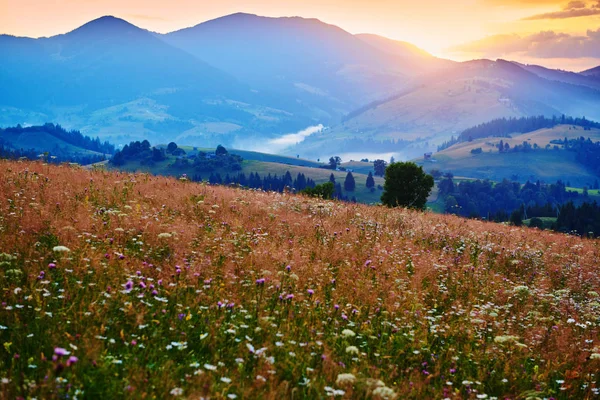 Flores silvestres, prado y hermosa puesta de sol en las montañas de los Cárpatos - paisaje de verano, abetos en las colinas, cielo nublado oscuro y la luz del sol brillante — Foto de Stock