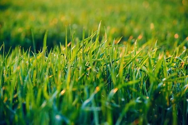 Brote de trigo joven primer plano sobre la puesta de sol de belleza, paisaje de verano , —  Fotos de Stock