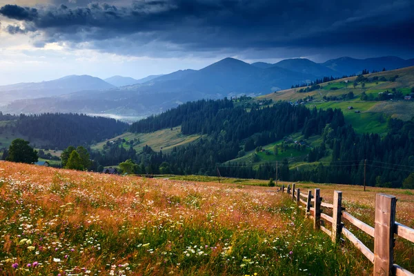 stock image wildflowers, meadow and beautiful sunset in carpathian mountains - summer landscape, spruces on hills, dark cloudy sky and bright sunlight