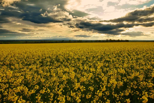 Belleza puesta del sol sobre flores amarillas campo de colza, paisaje de verano, cielo nublado oscuro y la luz del sol —  Fotos de Stock