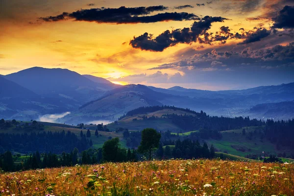 Wildblumen, Wiese und schöner Sonnenuntergang in den Karpaten - Sommerlandschaft, Fichten auf Hügeln, dunkler wolkenverhangener Himmel und helles Sonnenlicht — Stockfoto