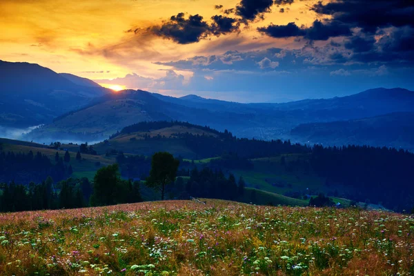 Fiori selvatici, prato e bel tramonto nelle montagne carpatiche - paesaggio estivo, abeti rossi sulle colline, cielo nuvoloso scuro e luce solare brillante — Foto Stock