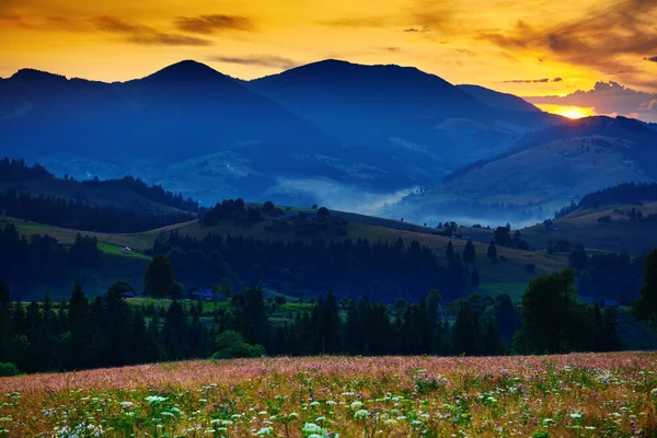 Wildblumen, Wiese und schöner Sonnenuntergang in den Karpaten - Sommerlandschaft, Fichten auf Hügeln, dunkler wolkenverhangener Himmel und helles Sonnenlicht — Stockfoto