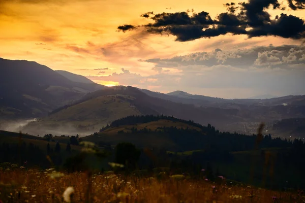 Wildflowers, meadow and golden sunset in carpathian mountains - beautiful summer landscape, spruces on hills, dark cloudy sky and bright sunlight — 스톡 사진