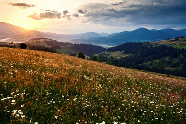 Flores silvestres, prado y puesta de sol dorada en las montañas de los Cárpatos hermoso paisaje de verano, abetos en las colinas, cielo nublado oscuro y la luz del sol brillante — Foto de Stock