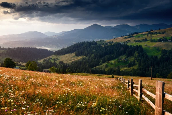 Wildflowers, meadow and golden sunset in carpathian mountains - beautiful summer landscape, spruces on hills, dark cloudy sky and bright sunlight — 스톡 사진