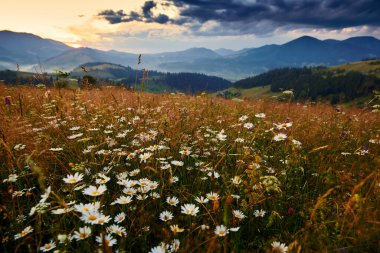 Karpatlar 'da kır çiçekleri, çayırlar ve altın gün batımı - güzel yaz manzarası, tepelerde ışıltılar, karanlık bulutlu gökyüzü ve parlak güneş ışığı