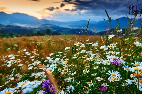 Fleurs sauvages, prairie et beau coucher de soleil dans les montagnes des Carpates paysage d'été, épicéas sur les collines, ciel nuageux sombre et lumière du soleil brillante — Photo