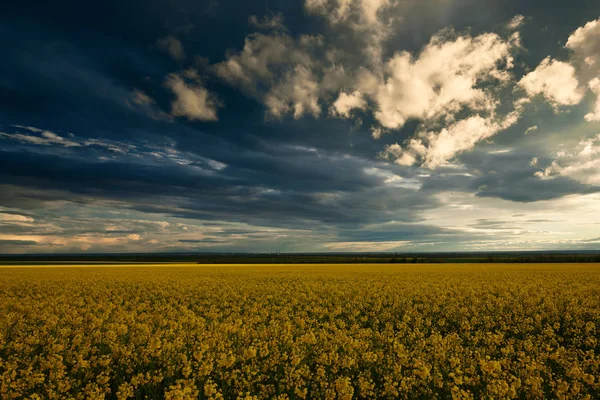 Beauty sunset over yellow flowers rapeseed field, summer landscape, dark cloudy sky and sunlight — Stock Photo, Image