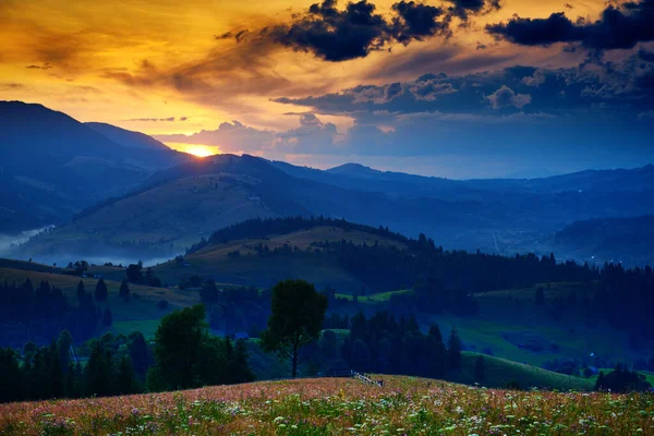 Wildblumen, Wiese und schöner Sonnenuntergang in den Karpaten - Sommerlandschaft, Fichten auf Hügeln, dunkler wolkenverhangener Himmel und helles Sonnenlicht — Stockfoto