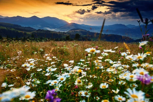 Flores silvestres, prado y puesta de sol dorada en las montañas de los Cárpatos hermoso paisaje de verano, abetos en las colinas, cielo nublado oscuro y la luz del sol brillante — Foto de Stock