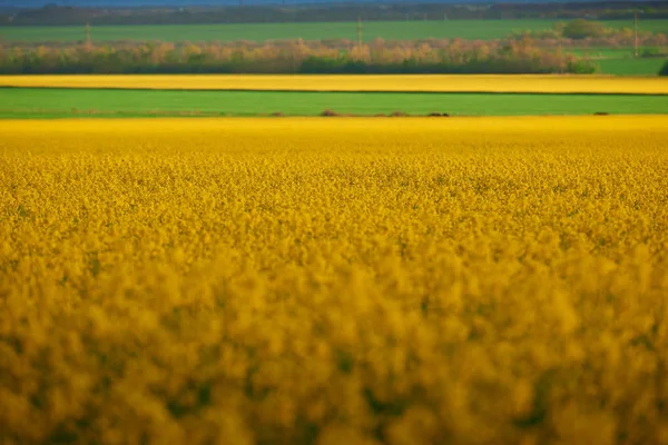 Hermoso atardecer sobre flores amarillas campo de colza, brillante paisaje primaveral, cielo oscuro, nubes y luz solar —  Fotos de Stock